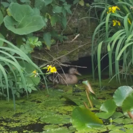 Ottenskamp4 En Het Achterhuis